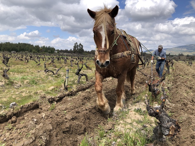 GWCo - Truquilemu-Cristian-Maquina(horse)